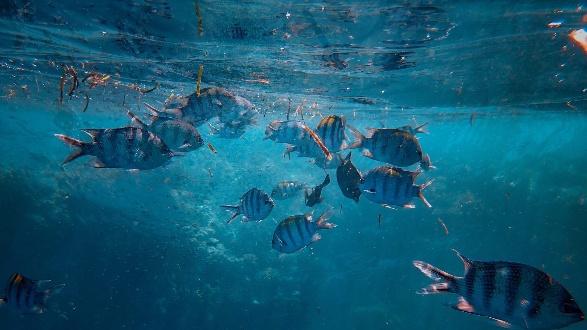 THE ARCHITECTURE OF THE ABYSS: WHAT IS A SUBSEA COGNITIVE TWIN AND HOW AI SECURES DEEP-OCEAN INFRASTRUCTURE